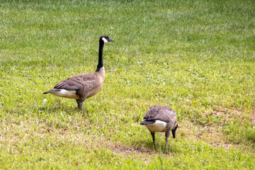 country goose on the grass