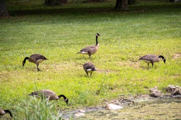 family of geese