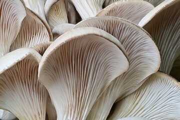 close up of mushrooms on the ground