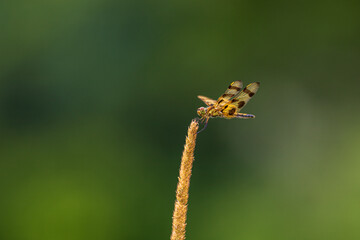 close up of a dragonfly
