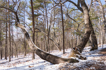 Woods at Natural Area in Hillsborough NC on a winter day