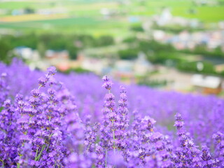 Obraz premium 北海道の絶景 中富良野北星山ラベンダー園