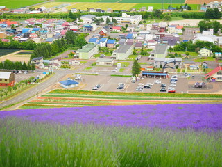 Naklejka premium 北海道の絶景 中富良野北星山ラベンダー園