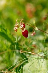 Fruits of ripe juicy strawberries