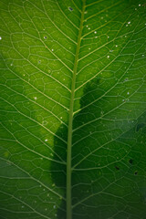 The texture of the horseradish leaf