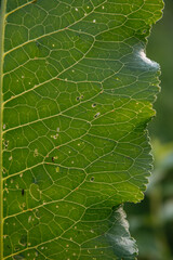 The texture of the horseradish leaf
