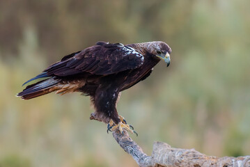 spanish imperial eagle perched on a log soft light