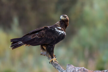 spanish imperial eagle perched on a log soft light