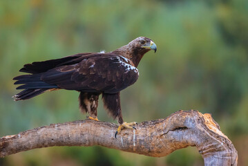 spanish imperial eagle perched on a log soft light