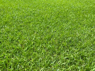 Warm-season lawn, grass blades (horizontal)