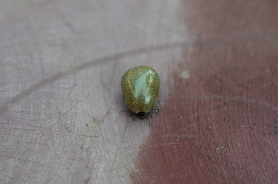 kleszcz pasożyt borelioza tick parasite Lyme disease
