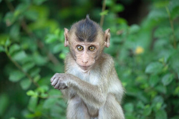 可愛いサル