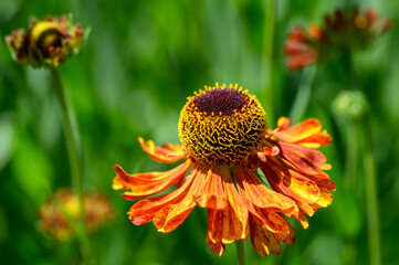 The orange flower of False Sunflower blooming on a sunny summer day, also known as Sneezeweed, as a nature background
