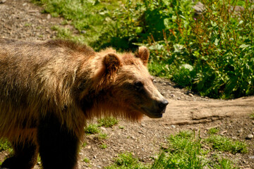 A Brown bear walking at a wild life preserve
near Sitka Alaska.