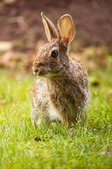 Rabbit standing on the grass