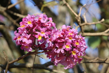  Ipê-roxo (Handroanthus impetiginosus)