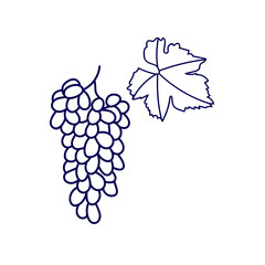 Bunch of grapes isolated on white background. Line drawing.  Black line sketch on white background. 