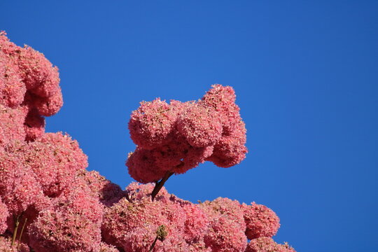  Ipê-roxo (Handroanthus Impetiginosus)