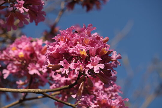  Ipê-roxo (Handroanthus Impetiginosus)