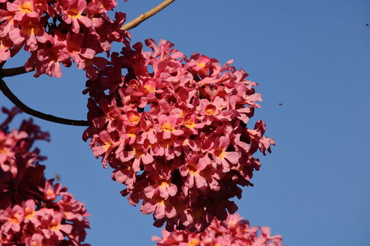  Ipê-roxo (Handroanthus impetiginosus)