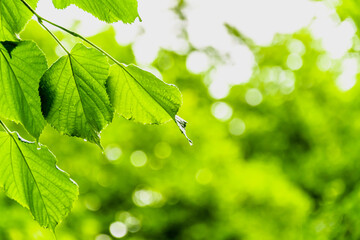 Fototapeta na wymiar Green fresh leaves with drops