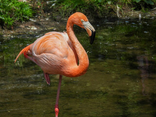 A brightly colored Caribbean flamingo standing in a pond