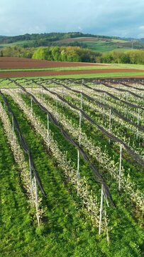 AERIAL Beautiful planted apple trees in orchard during lush flowering in spring. Lined up white blooming fruit trees in springtime. Nicely cultivated area for fruit production in the rural countryside