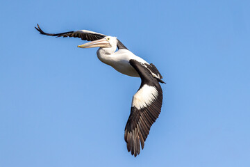 Australian Pelican in flight with blue sky