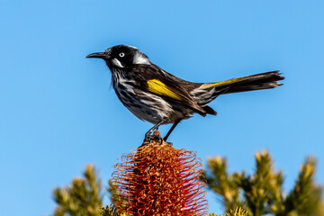 New Holland Honeyeater perched on Heath Banksia flower
