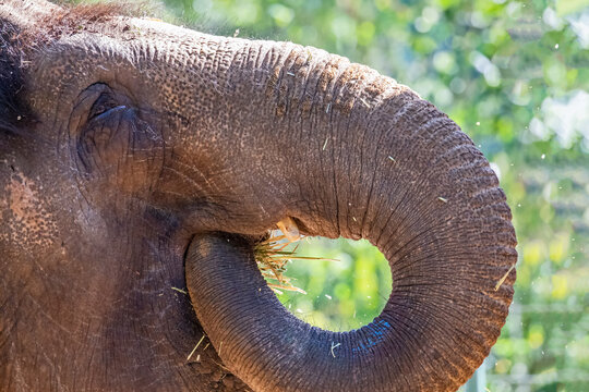 Captive Asuan Elephant feeding on straw