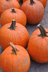 pumpkins on the ground