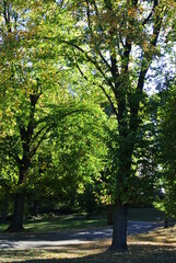 Fototapeta premium trees in the park