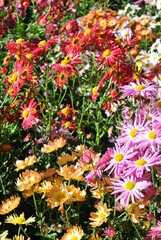 Obraz premium flowers in the garden