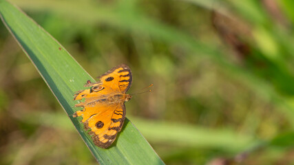 Beautiful butterfly perched on a leaf in summer, with unique wing colors to fool predators