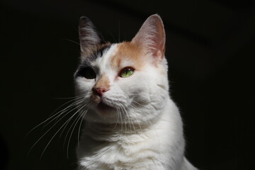 A beautiful white cat with green eyes