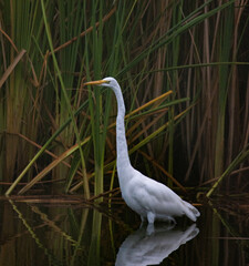great white egret