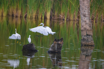 Great White Egret with their young
