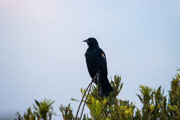 Red Wing Black Bird on a Tree