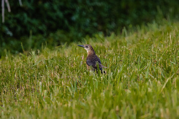small heron in the grass