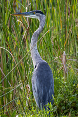 great blue heron