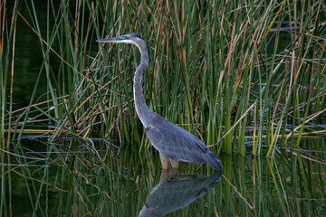 great blue heron