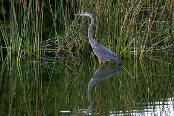 great blue heron