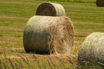 Grass and wheat rolls left in a field after harvesting grain crops. Harvesting straw and hay for feeding farm animals, cows, horses and sheep. Harvest season finished. Round bales of hay.