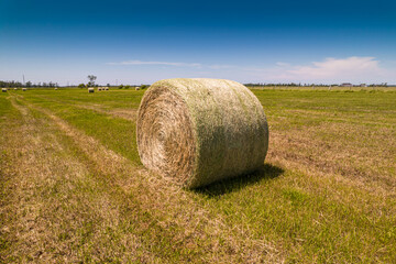Round haystack straw or dry grass rolls after harvesting season at countryside farm or ranch, autumn field harvest. Pile of hay straw and rolls of hay bales for cows and other livestock animals.