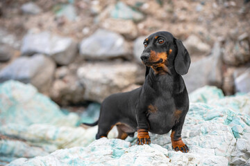 Dachshund dog stands on stone mountains and looks proudly from height . Puppy enjoys the height . The tourist has conquered the top. Hiking in mountainous places and the beauty of wildlife. 
