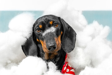 Portrait of dachshund who is buried under filler because pet has torn soft toys, puffer jacket or spoiled blankets and pillows. And now dog is sitting with innocent look as if nothing had happened - obrazy, fototapety, plakaty
