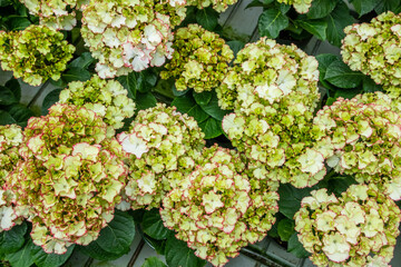 あじさいのパターン　Hydrangea pattern 