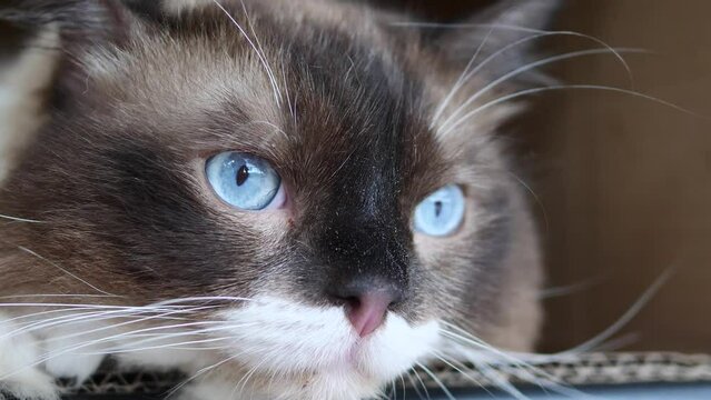 Close up of cute Rag doll cat staring and looking with eyeballs moving quickly, headshot of black cat with cute blue eyes, 4k slow motion footage.