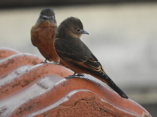 two sparrows