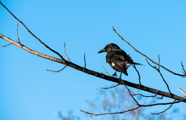 Australian Pied Currawong (Strepera graculina)